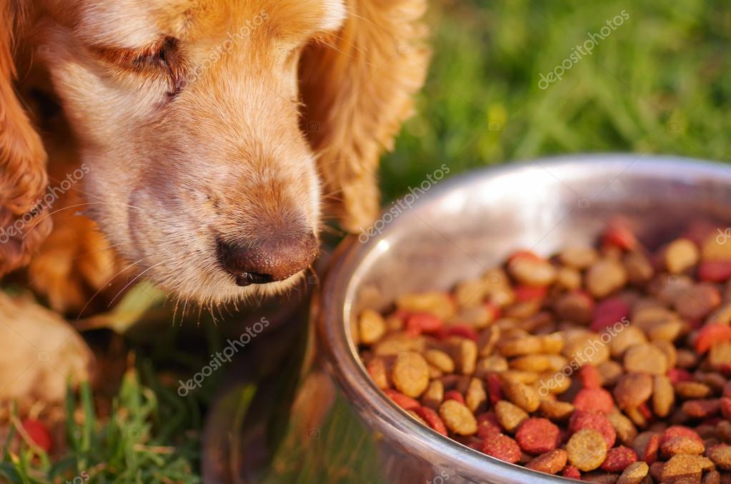 Confezioni di mangimi veterinari per cani e gatti esposte in negozio