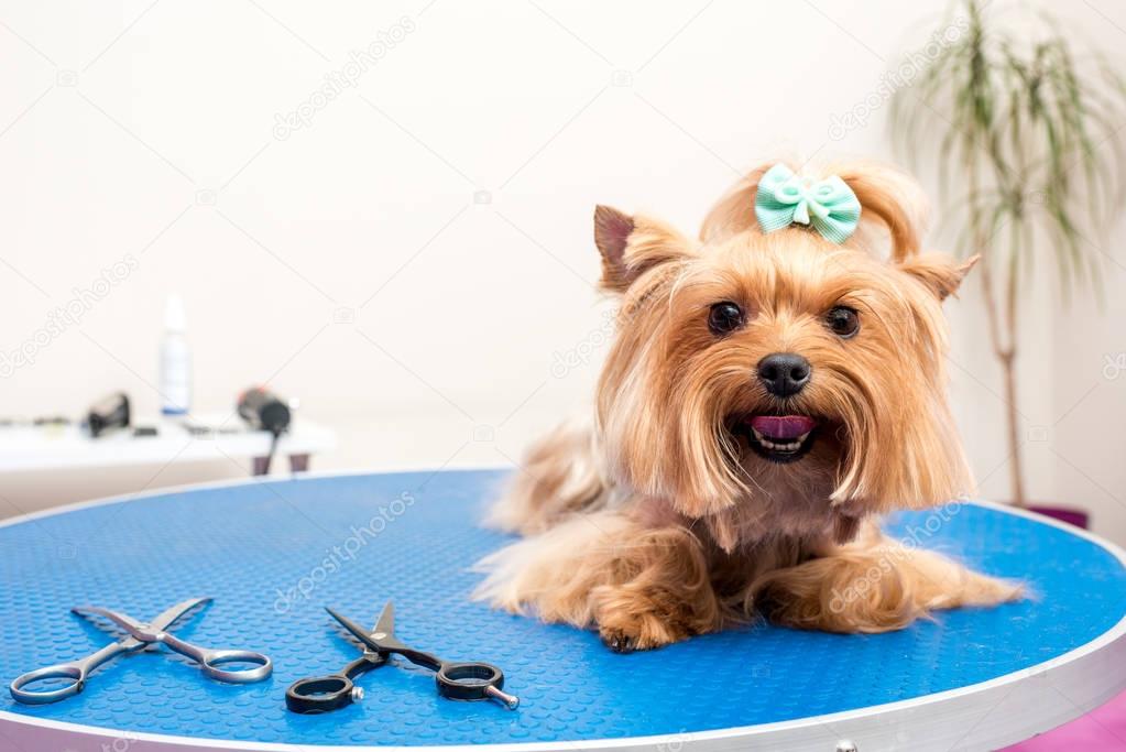 Toelettatore che lava un cane in negozio