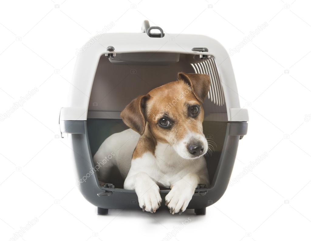Accessori per animali come cucce e trasportini