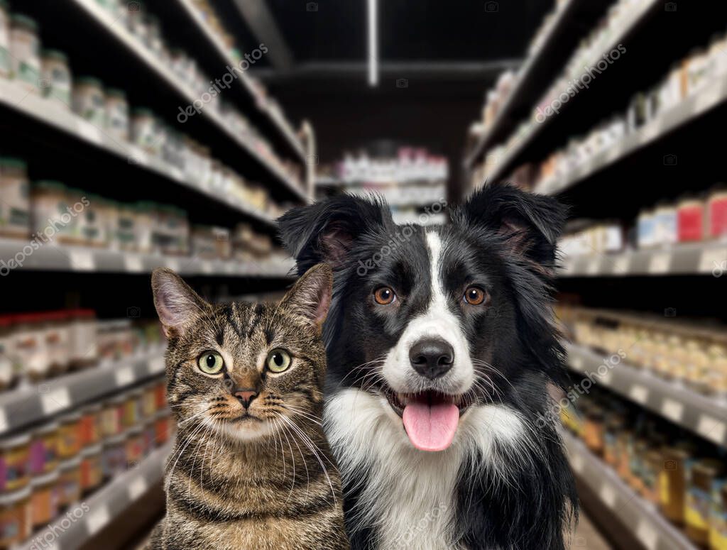 Scaffali di mangimi per cani e gatti in un pet shop