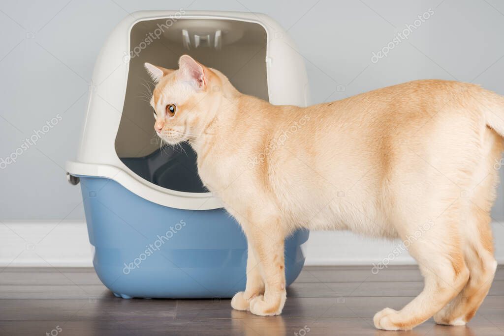 Confezioni di lettiera e prodotti voluminosi per animali
