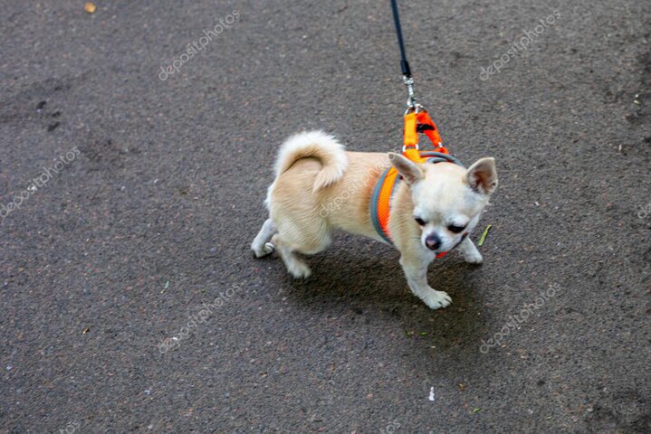 Cane con pettorina durante una passeggiata all’aperto