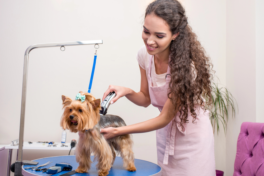 Cane sul tavolo di toelettatura accarezzato dalla toelettatrice