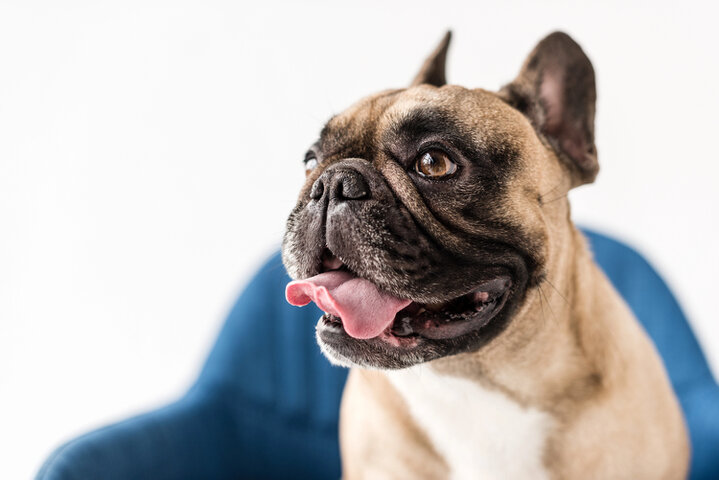 Accessori per la passeggiata del cane come museruola e sacchetti igienici