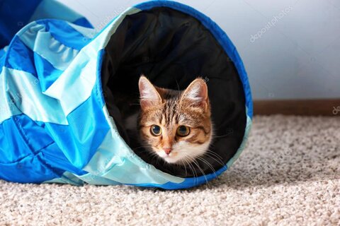 Gatto che esce da un tunnel per giochi