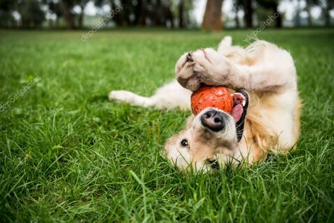Cane che gioca con una pallina colorata in giardino